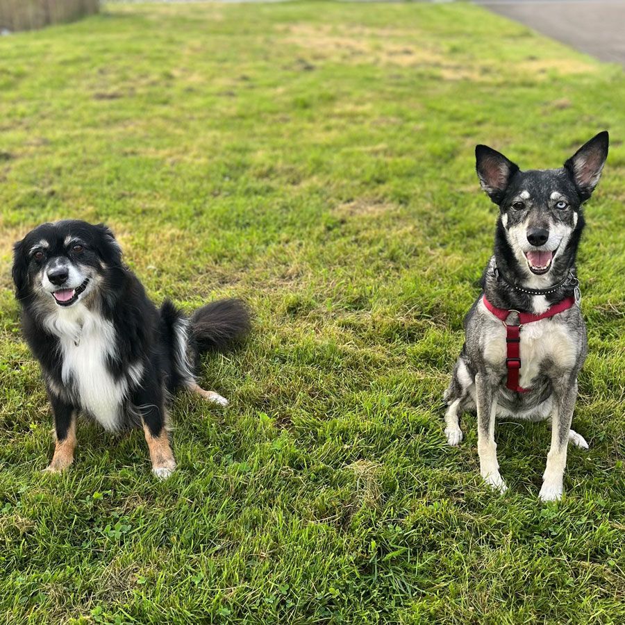 Unser Wachpersonal Frida und Ayla