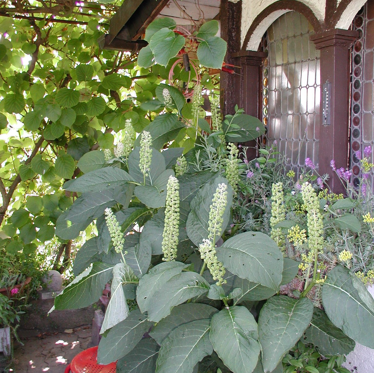 Pflanzen2 - Hanspeter Müller Gartenbau GmbH