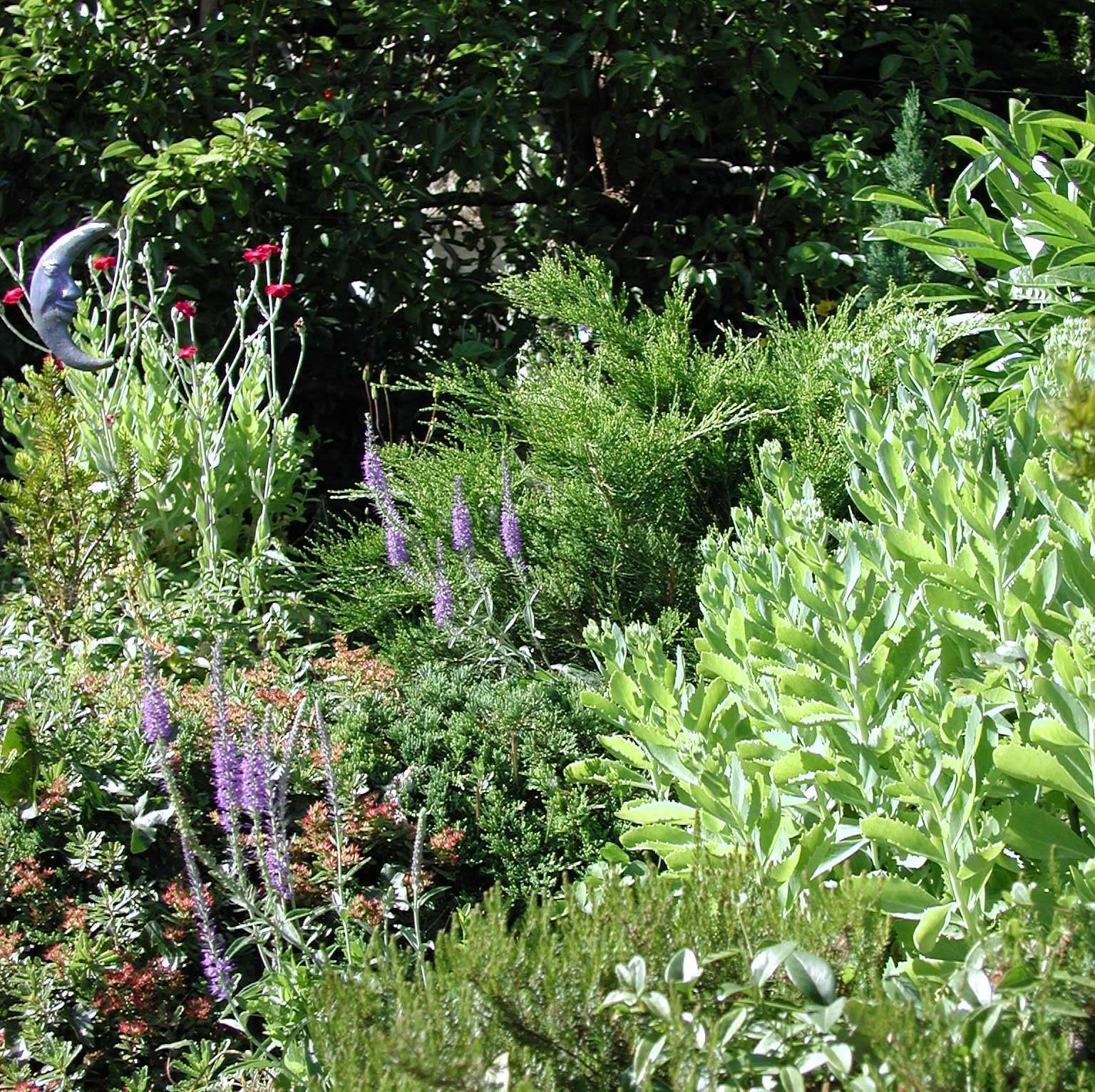 Pflanzen1 - Hanspeter Müller Gartenbau GmbH