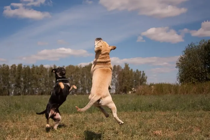 Dos perros saltando erguidos en un campo de hierba bajo un cielo azul y nublado.