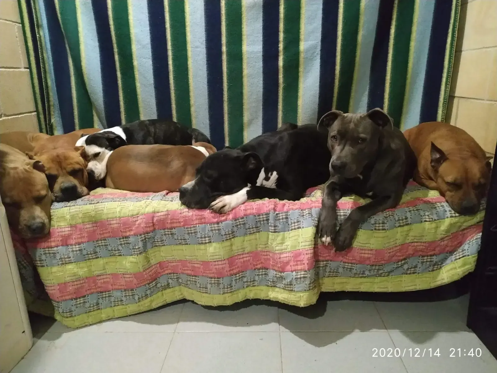 Varios perros sentados mirando hacia arriba en una habitación interior luminosa.