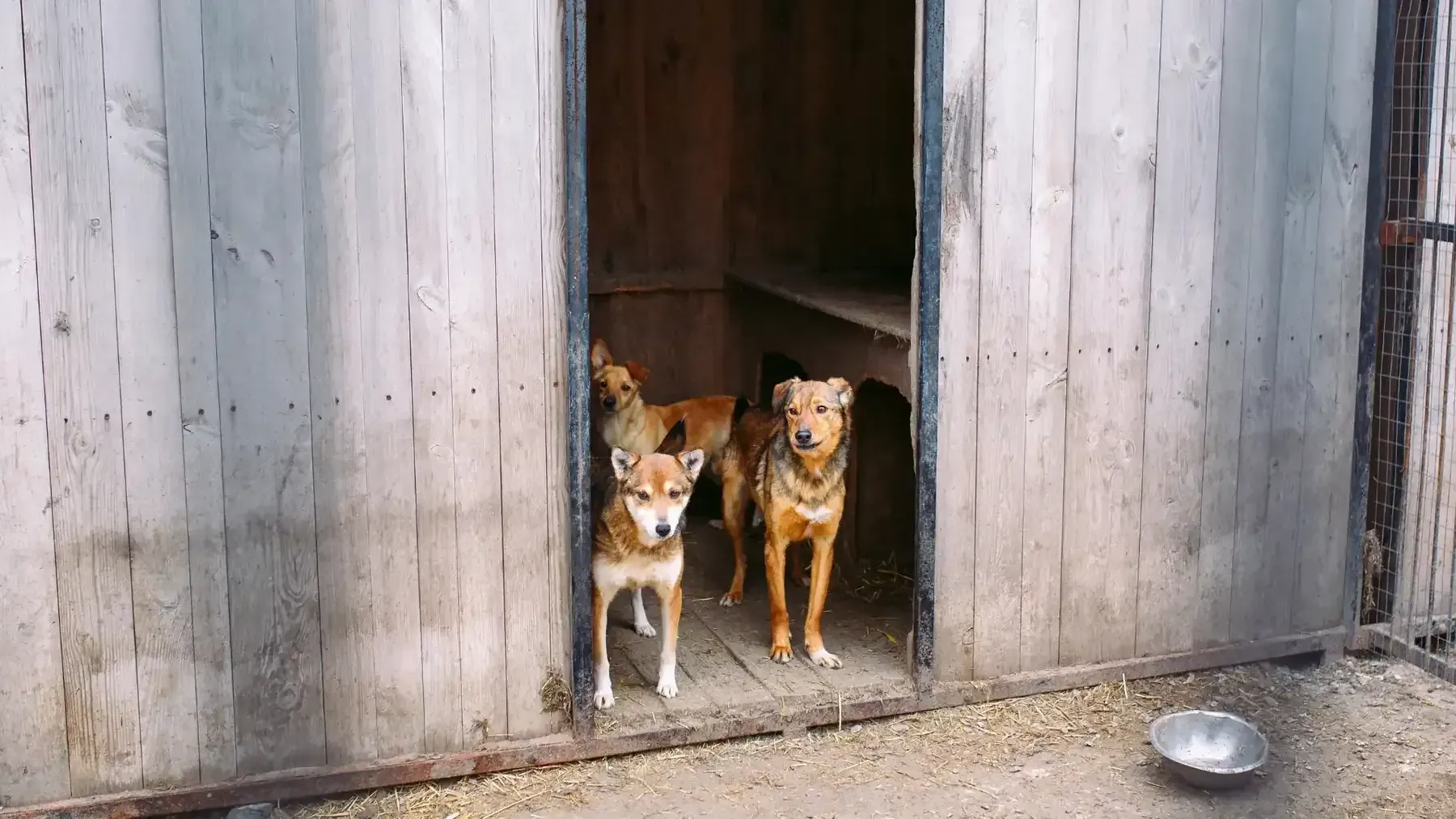 Dos perros de pie en el umbral de una puerta de madera, con un cuenco de metal en el suelo cerca.