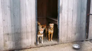 Dos perros de pie en el umbral de una puerta de madera, con un cuenco de metal en el suelo cerca.