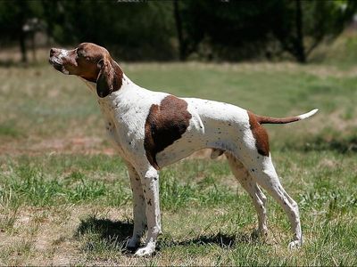 Centre Dressage Les Oliviers à Juvignac - Pension, Élevage Canin