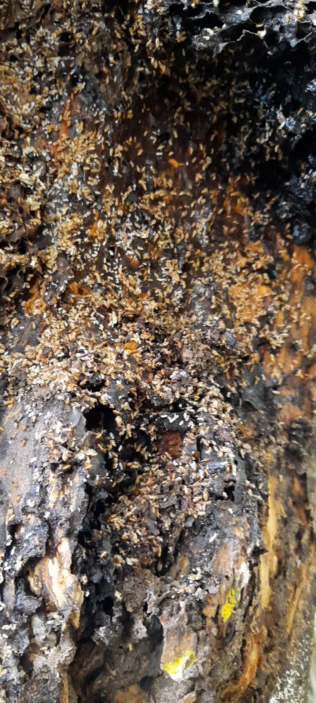 Arbre infesté de termites