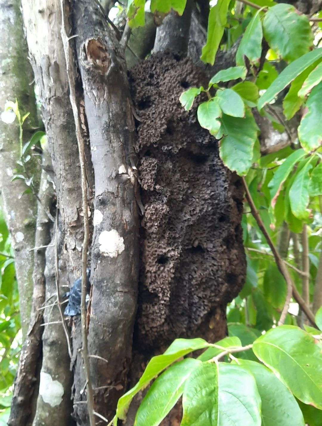 Arbre avec un nid d'insectes