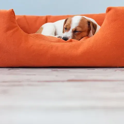 Un perro marrón y blanco está durmiendo en una cama para perros naranja.