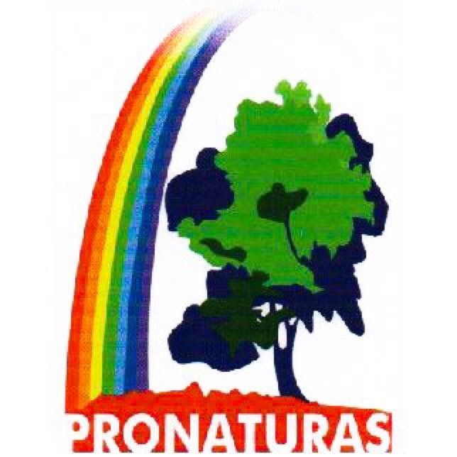 Arcoíris sobre un árbol verde. 