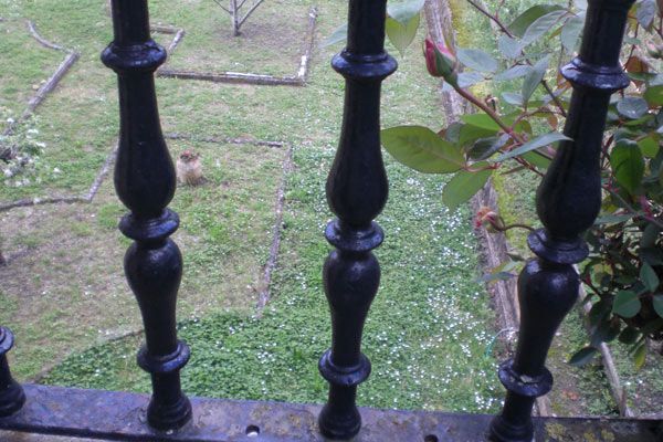 Un primer plano de una barandilla negra con una ardilla al fondo.