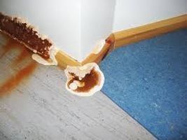 HB Holzbau Breymaier GmbH – Schimmelnde Holzfußleisten in einem Wohngebäude