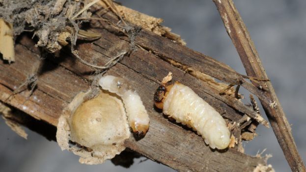 HB Holzbau Breymaier GmbH – Larven auf einem Stück Altholz