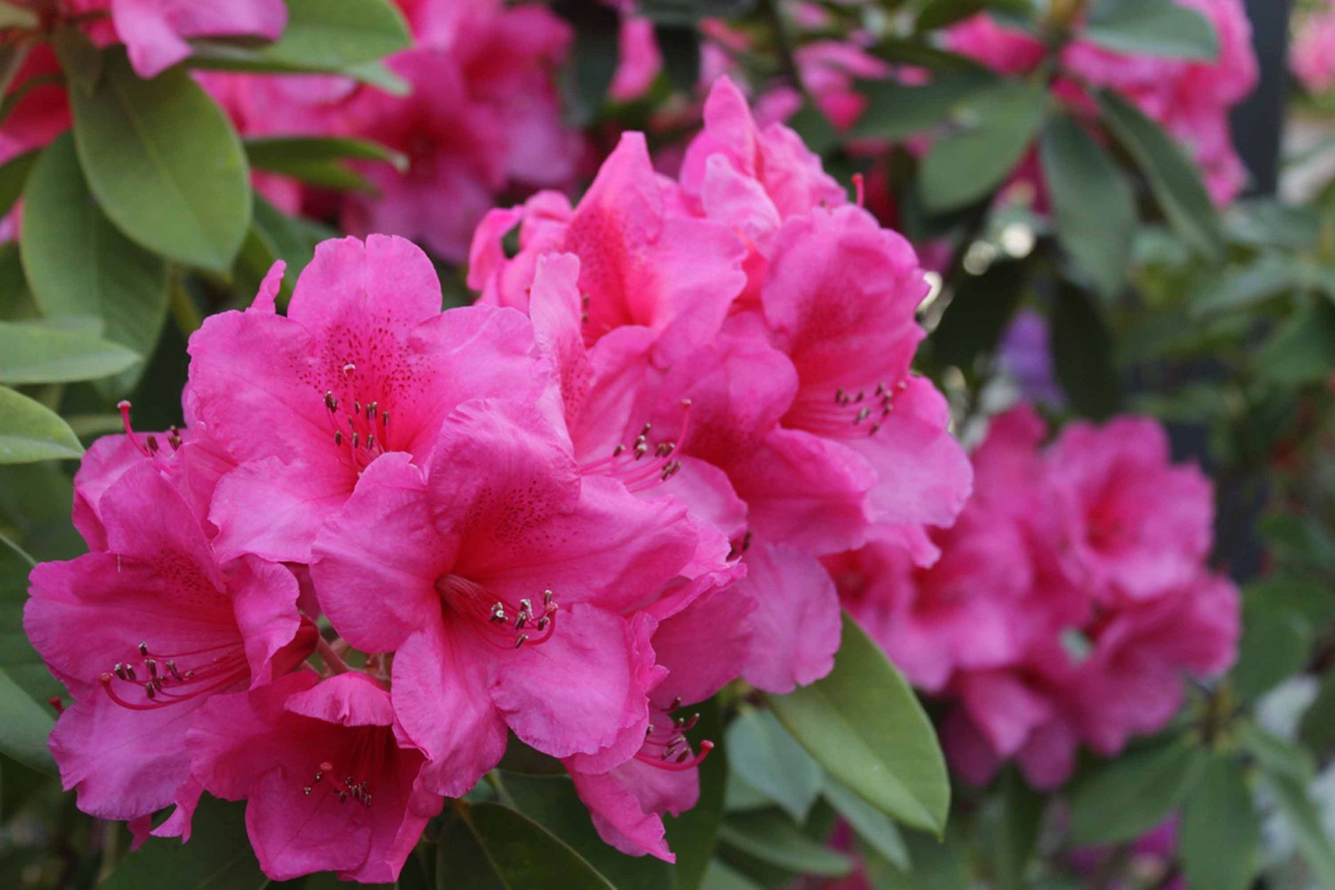 Blumen1 - Schädeli Gartenbau