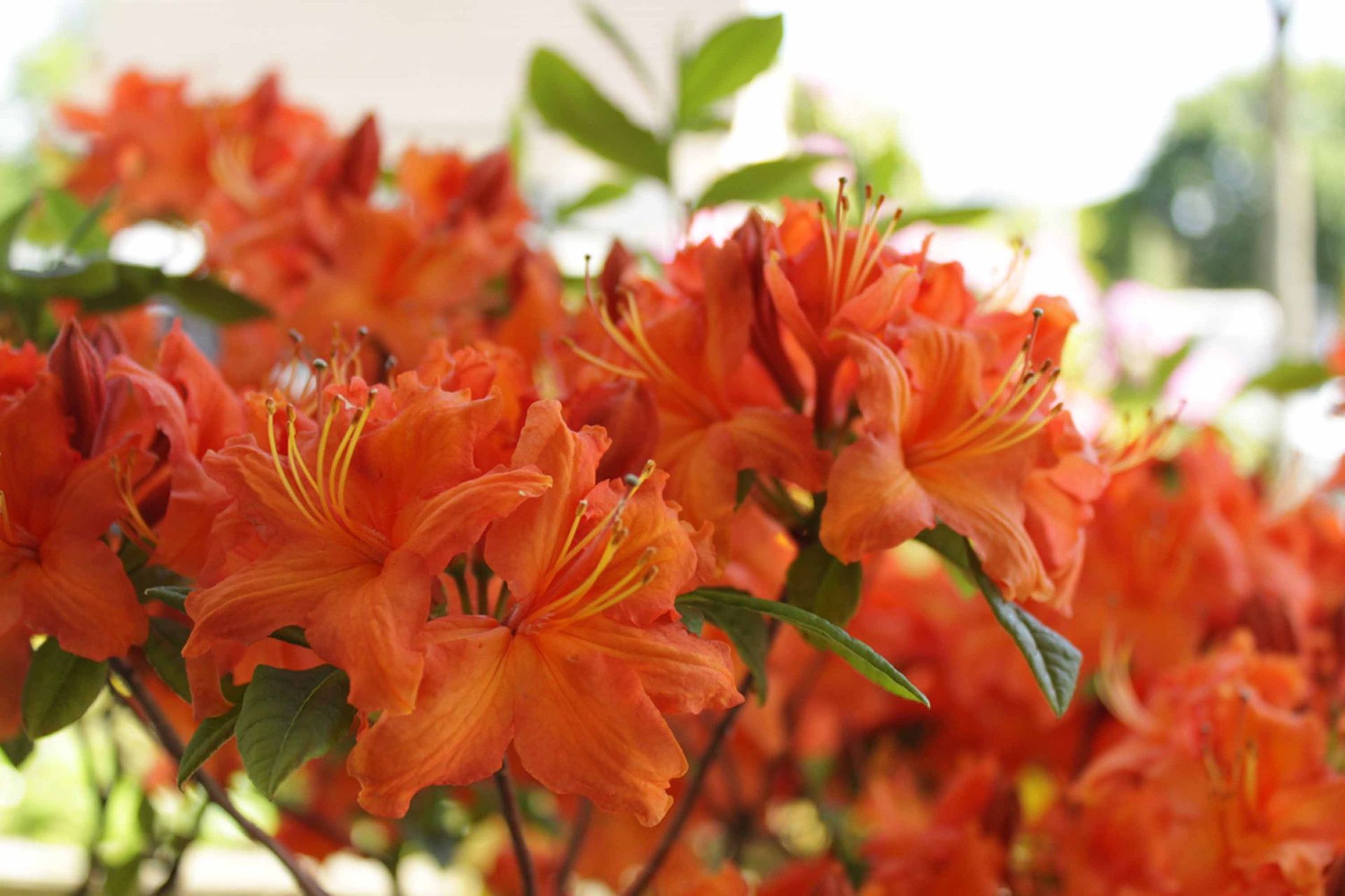 Blumen2 - Schädeli Gartenbau