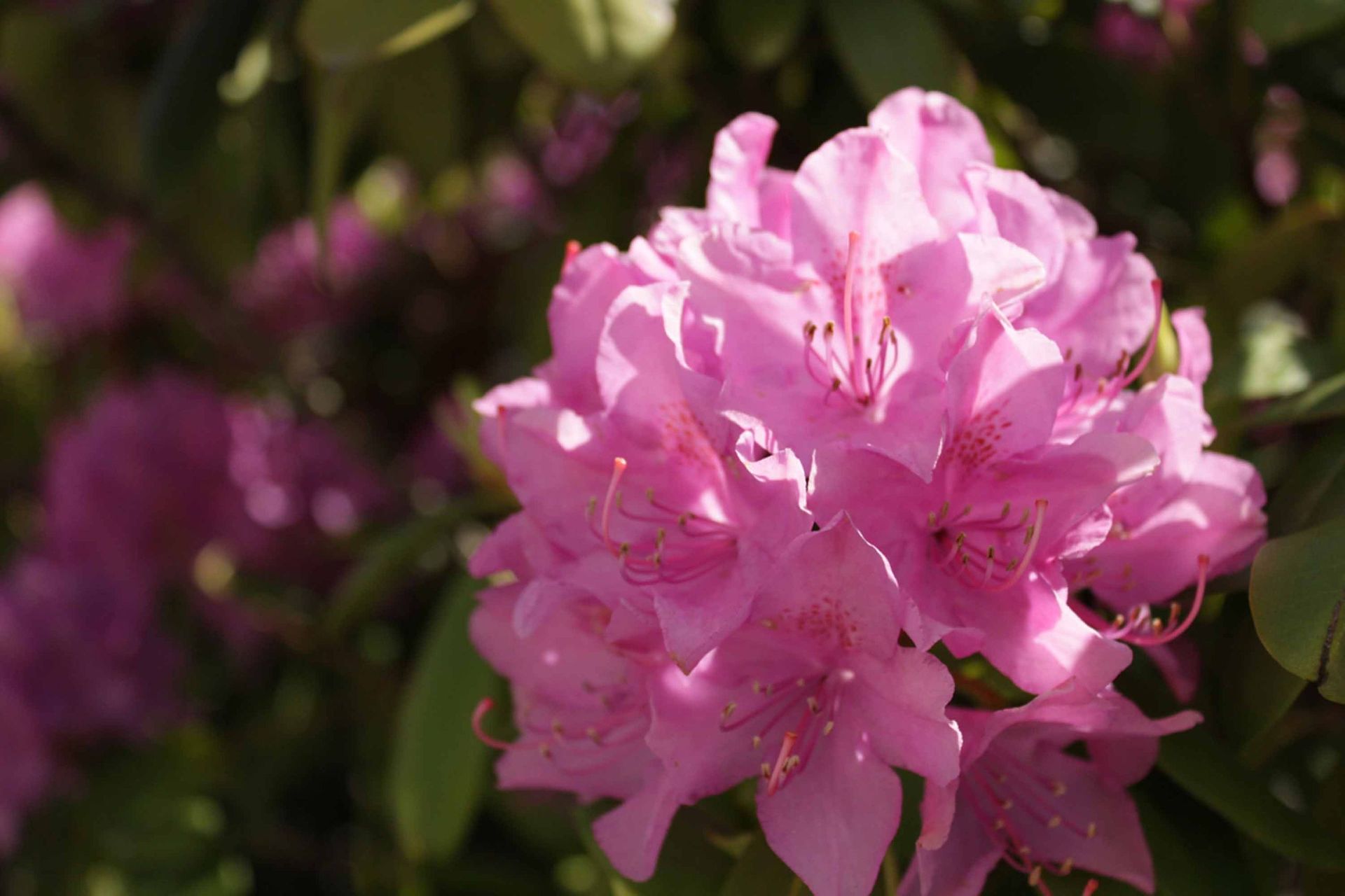 Blumen3 - Schädeli Gartenbau