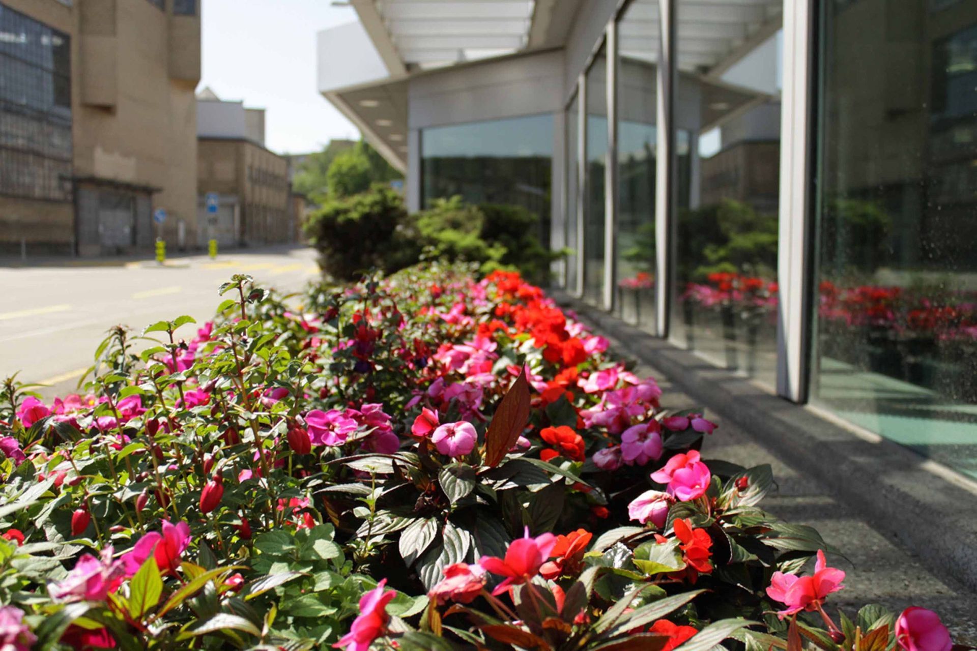 Blumen4 - Schädeli Gartenbau