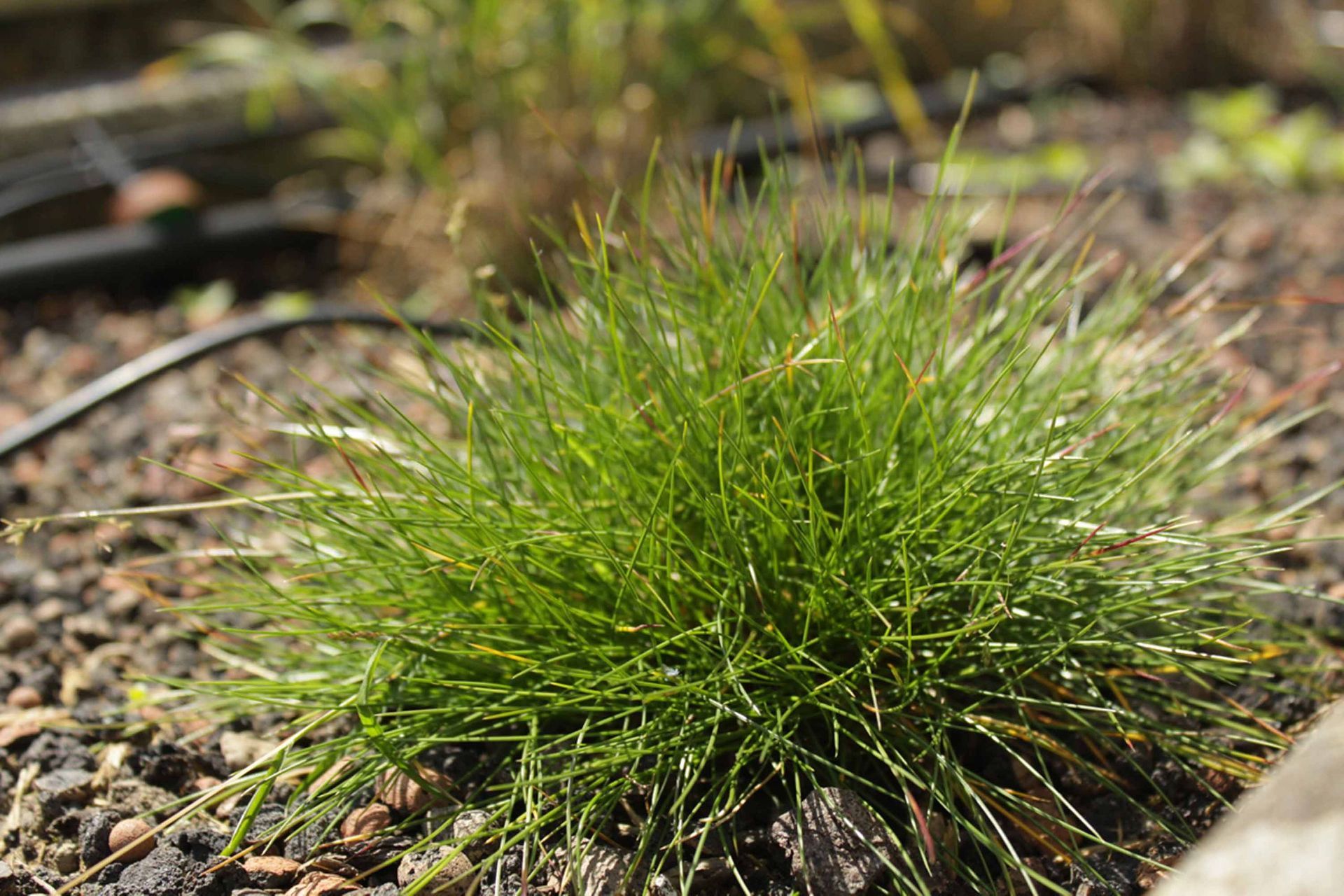 Blumen2- Schädeli Gartenbau