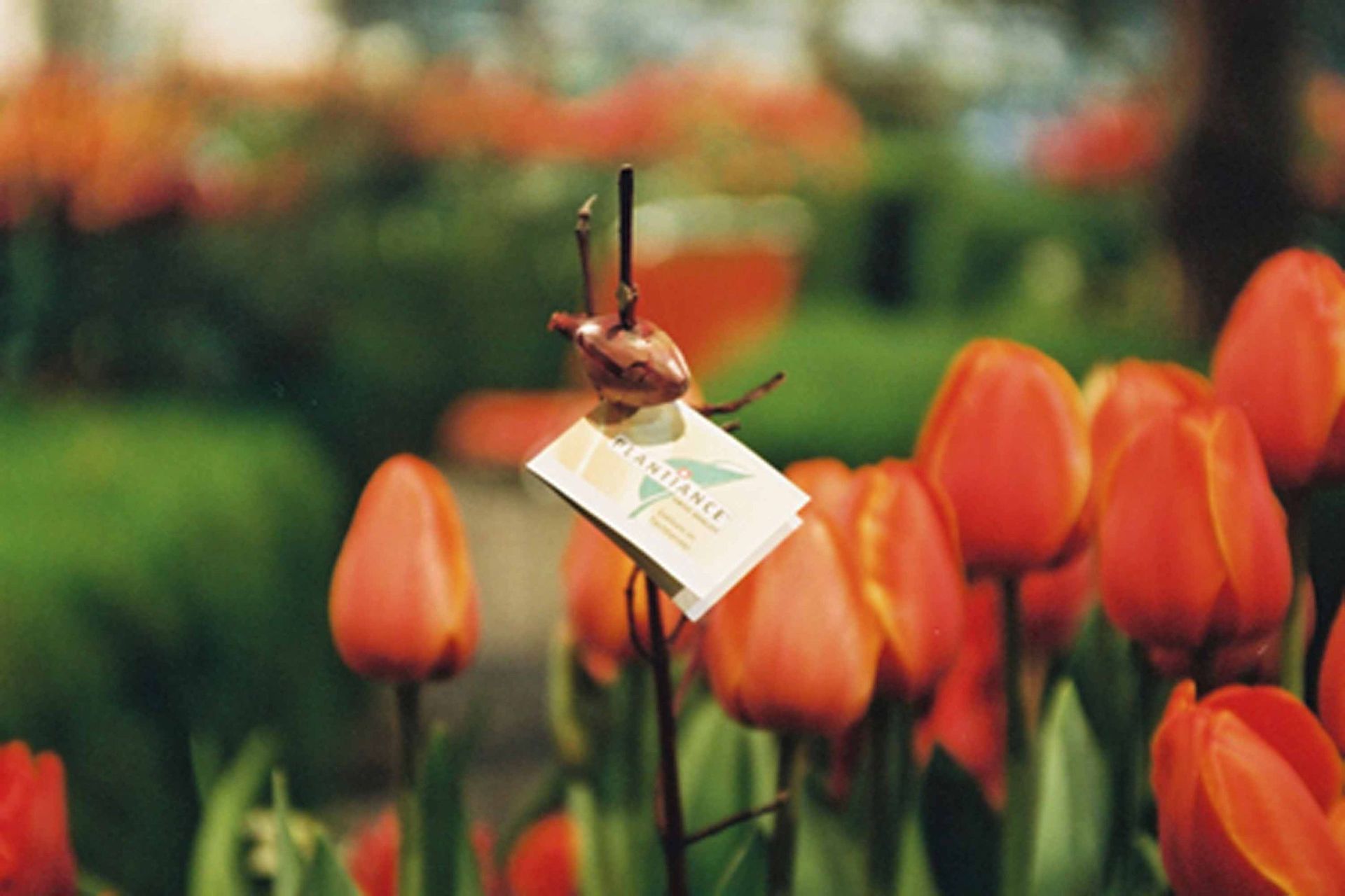 Giardina2 11 - Schädeli Gartenbau