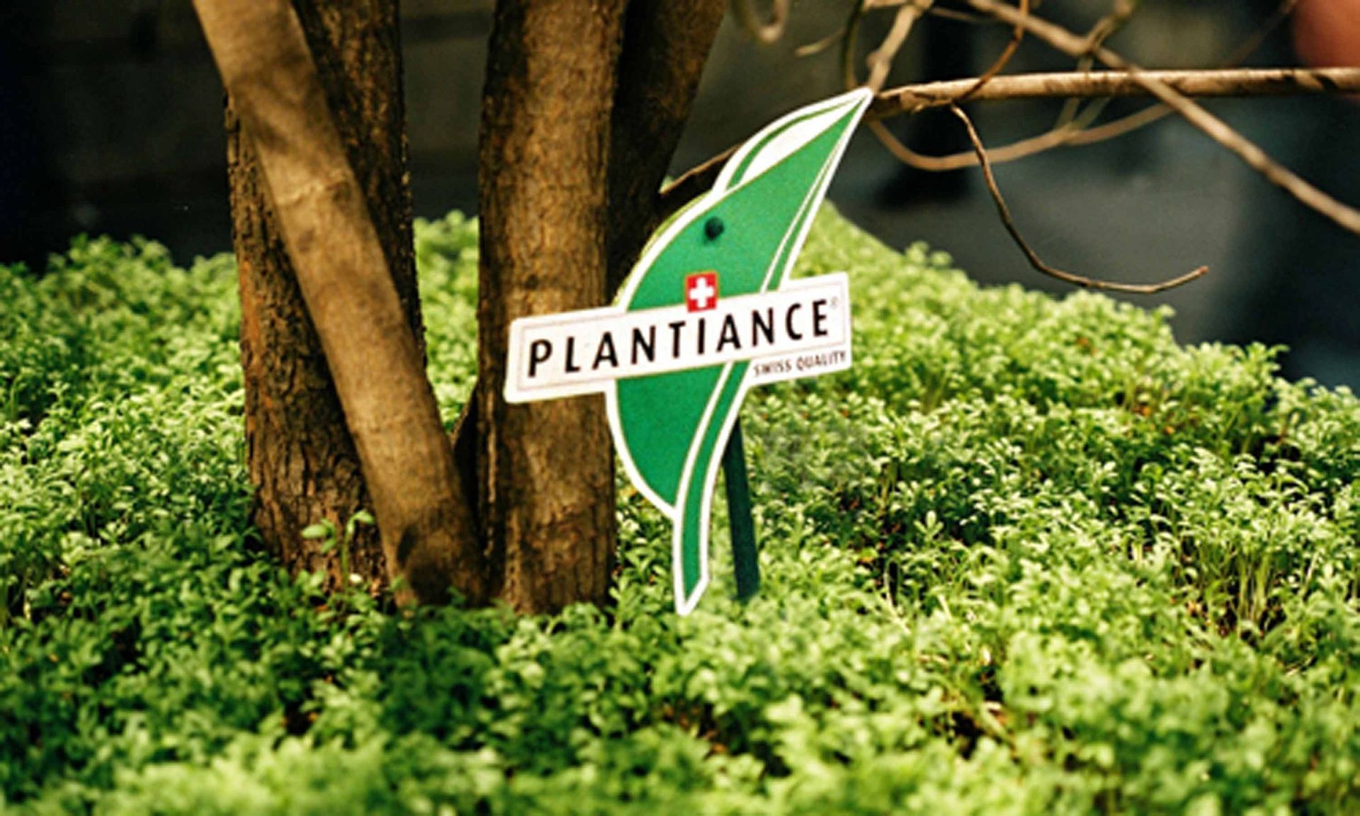 Giardina3 14 - Schädeli Gartenbau