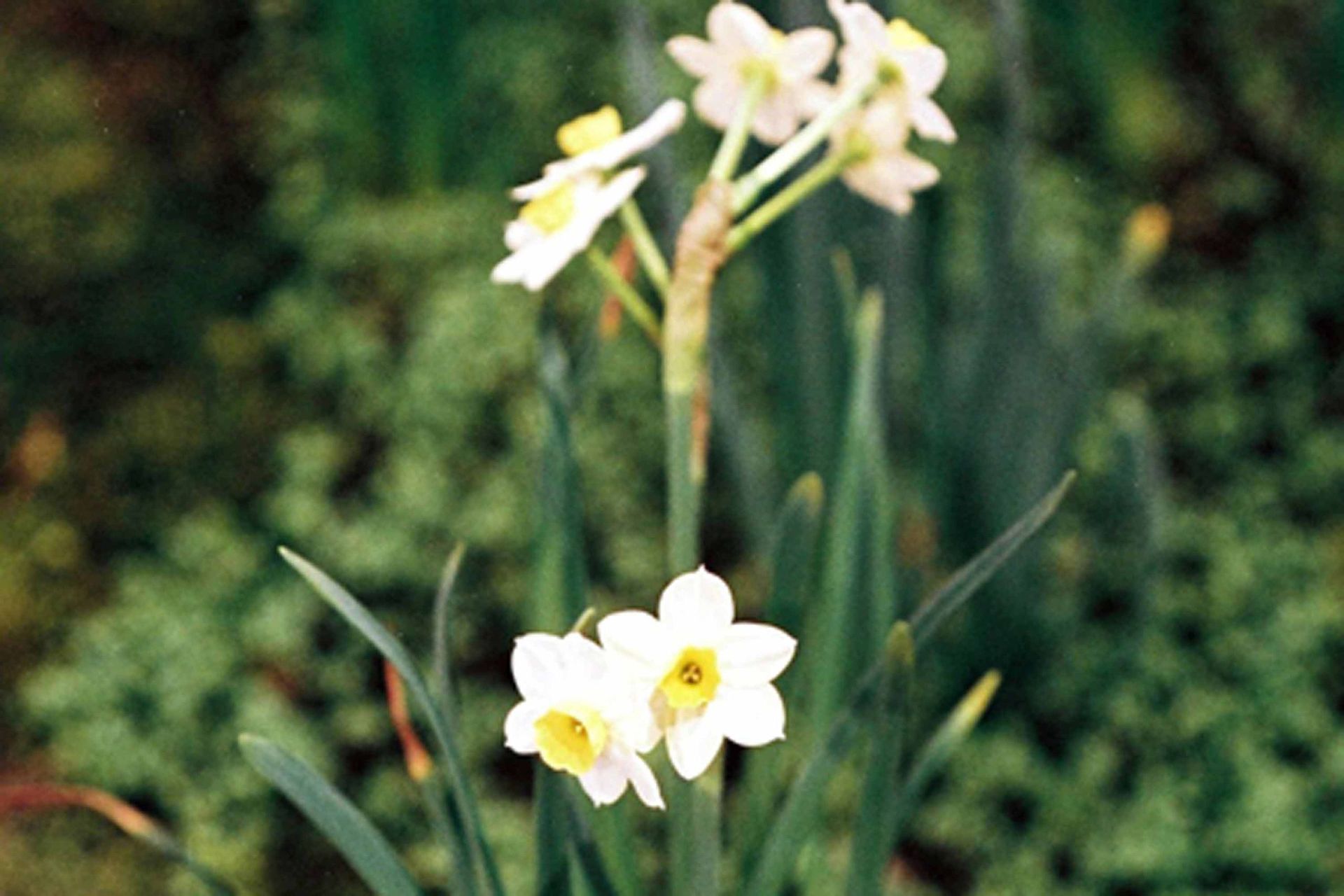 Giardina3 16 - Schädeli Gartenbau