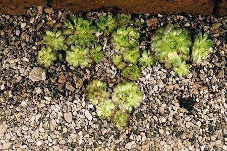 Giardina3 17 - Schädeli Gartenbau