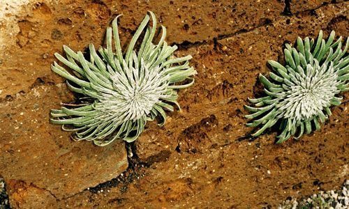 Giardina3 18 - Schädeli Gartenbau