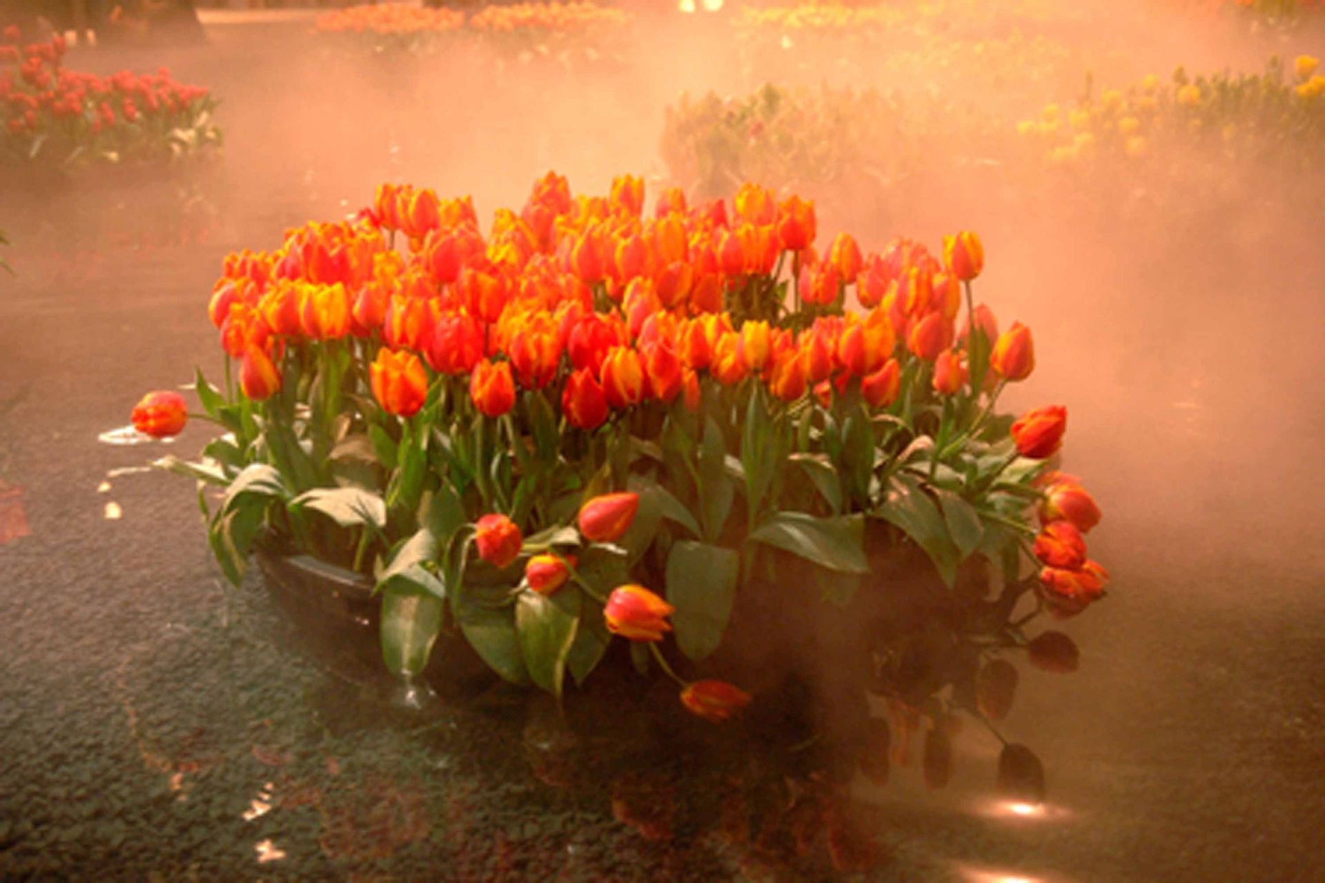 Giardina4 8 - Schädeli Gartenbau