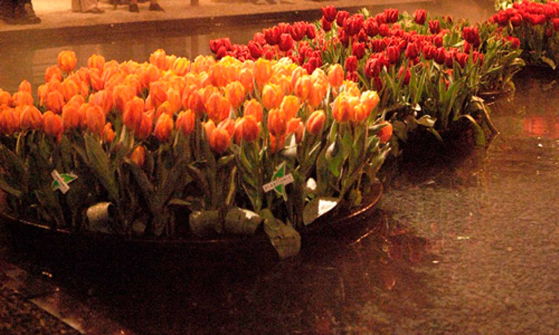 Giardina4 12 - Schädeli Gartenbau