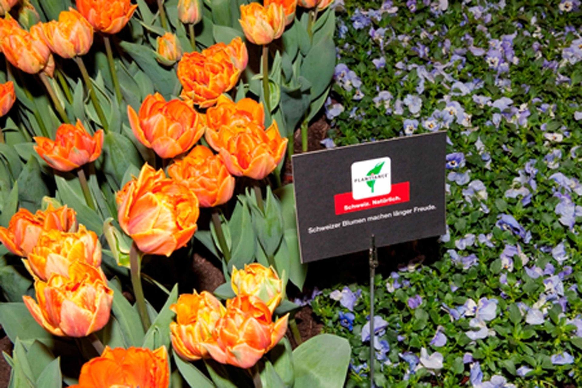 Giardina9 11 - Schädeli Gartenbau