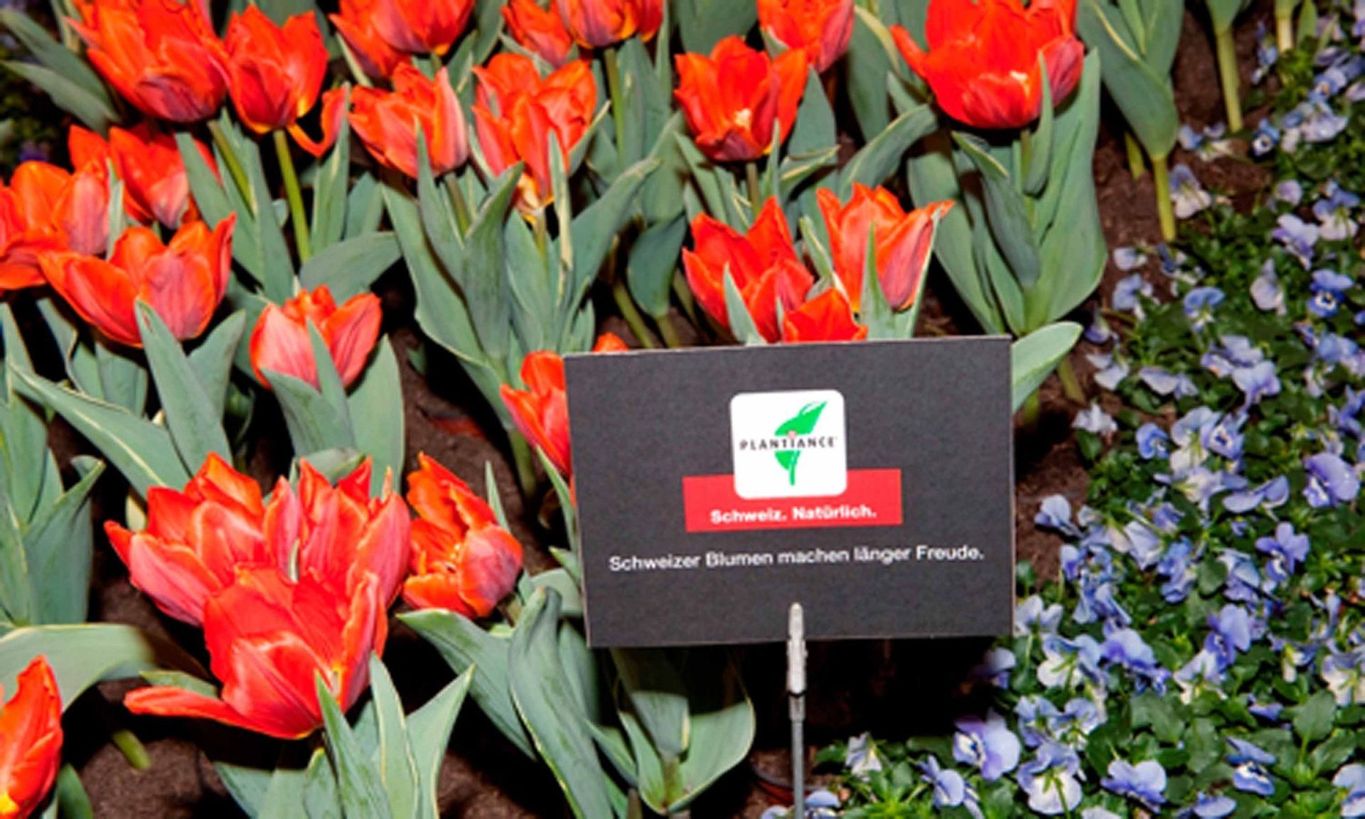 Giardina9 13 - Schädeli Gartenbau