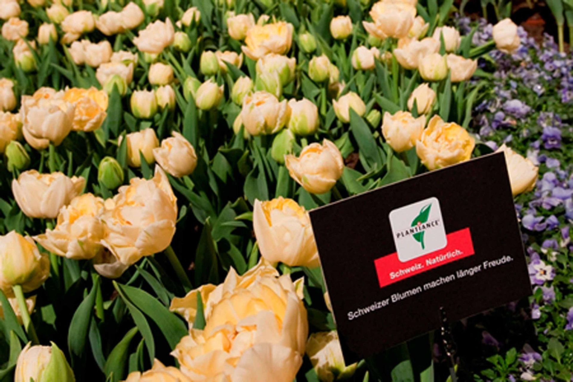 Giardina9 13 - Schädeli Gartenbau