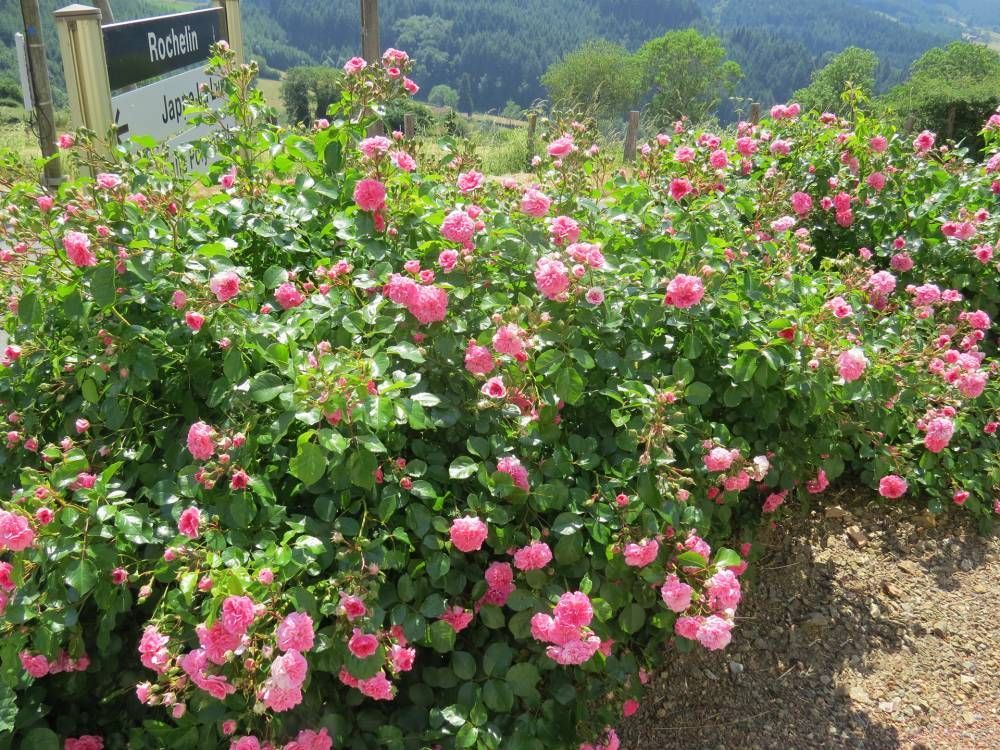 Des rosiers roses en fleurs le long d’un sentier dans un jardin, avec des collines verdoyantes à l’arrière-plan