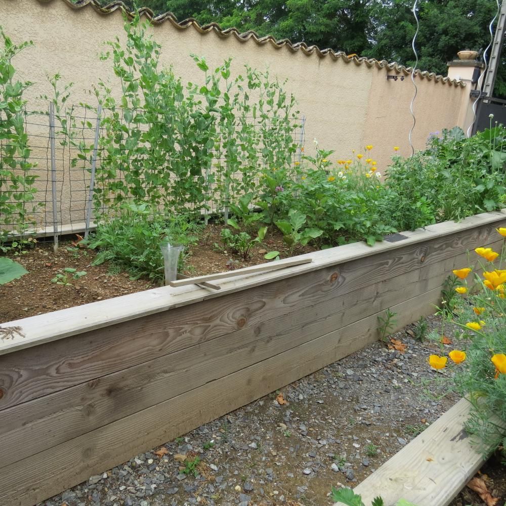 Carré potager avec des plantes vertes et des fleurs jaunes, près d’un chemin en gravier et d’un mur beige