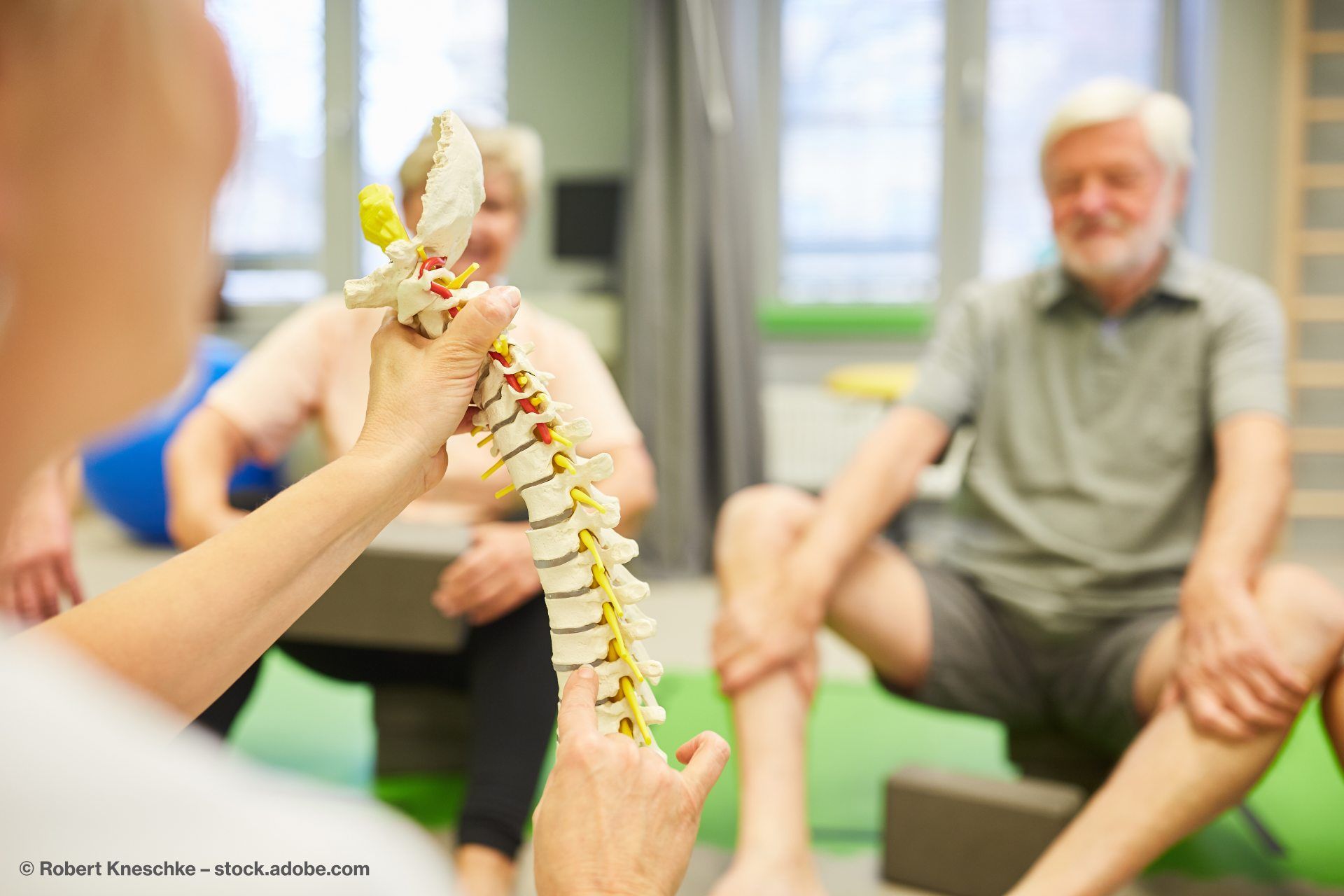 Wirbelsäule Schaumodell