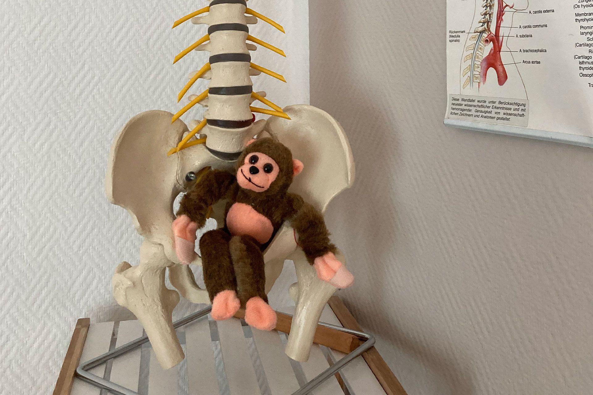 Wirbelsäule mit Stofftier