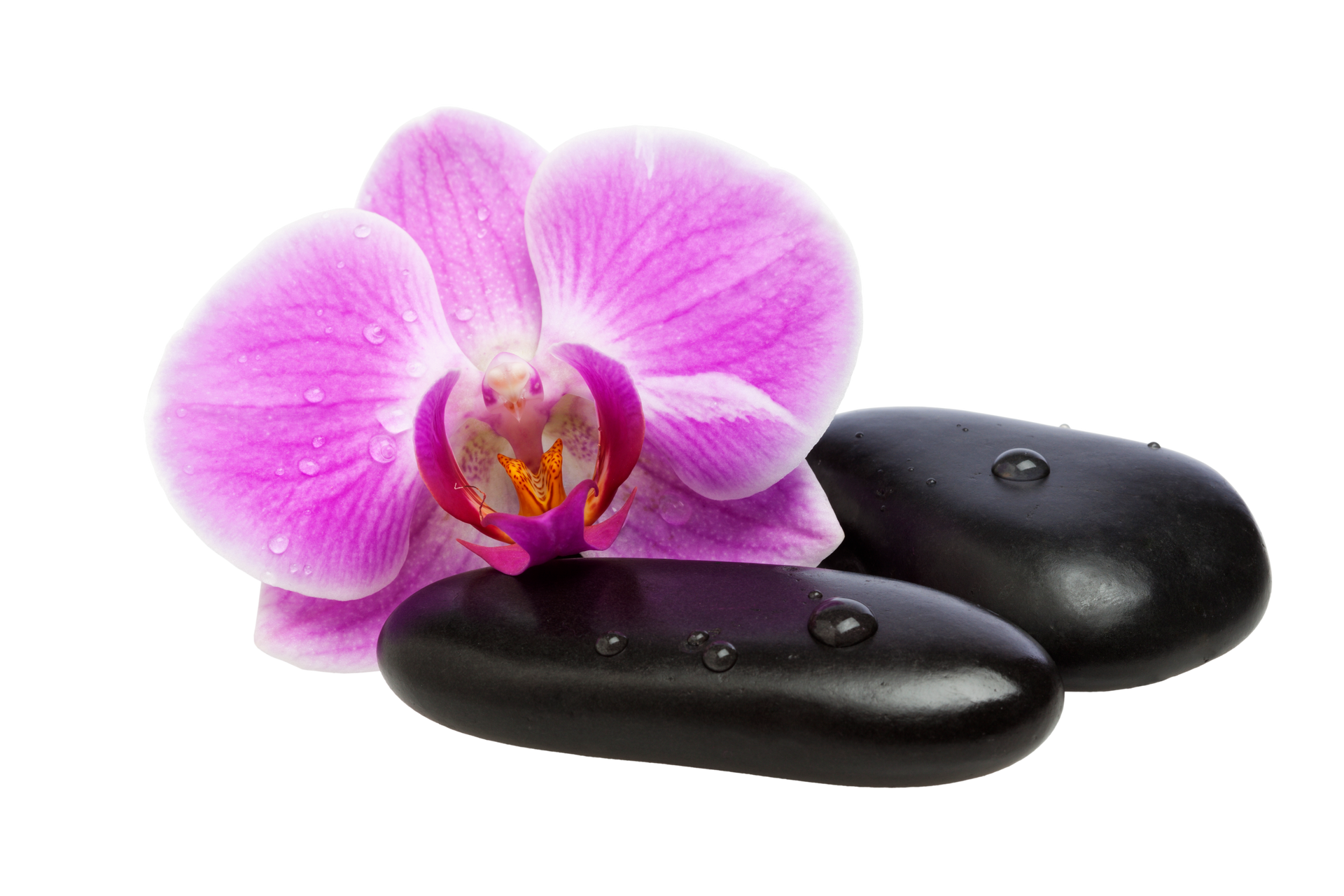 Orchidée rose fuchsia avec deux galets