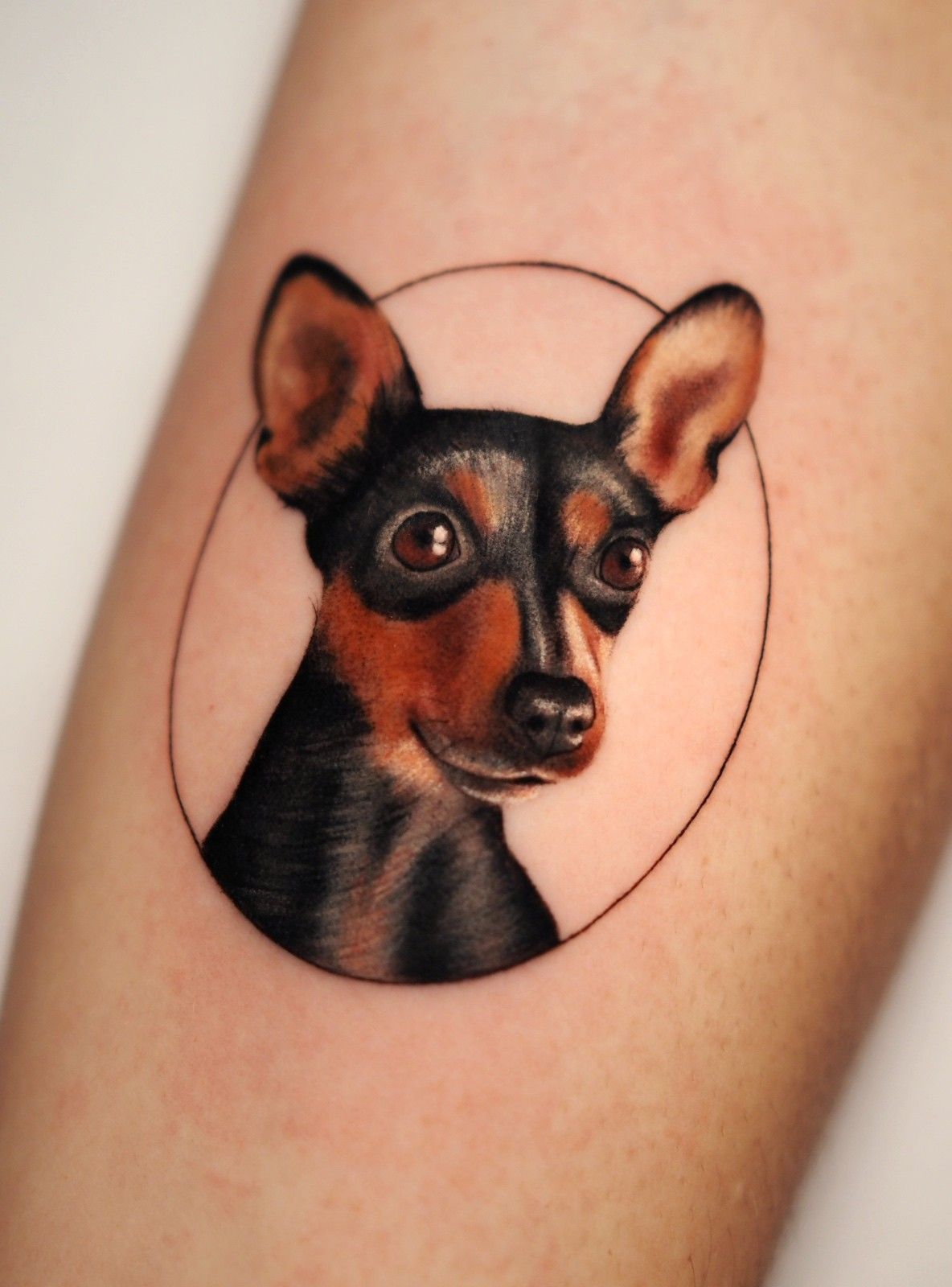 Tatuaje de un perro Pinscher miniatura de color negro, marrón y fuego dentro de un fino círculo negro en la piel.