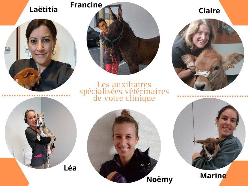 Les assistantes vétérinaires