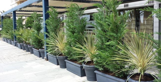 Location de plantes