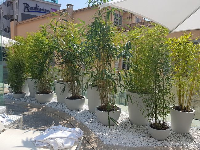 Location de plantes vertes pour bureaux
