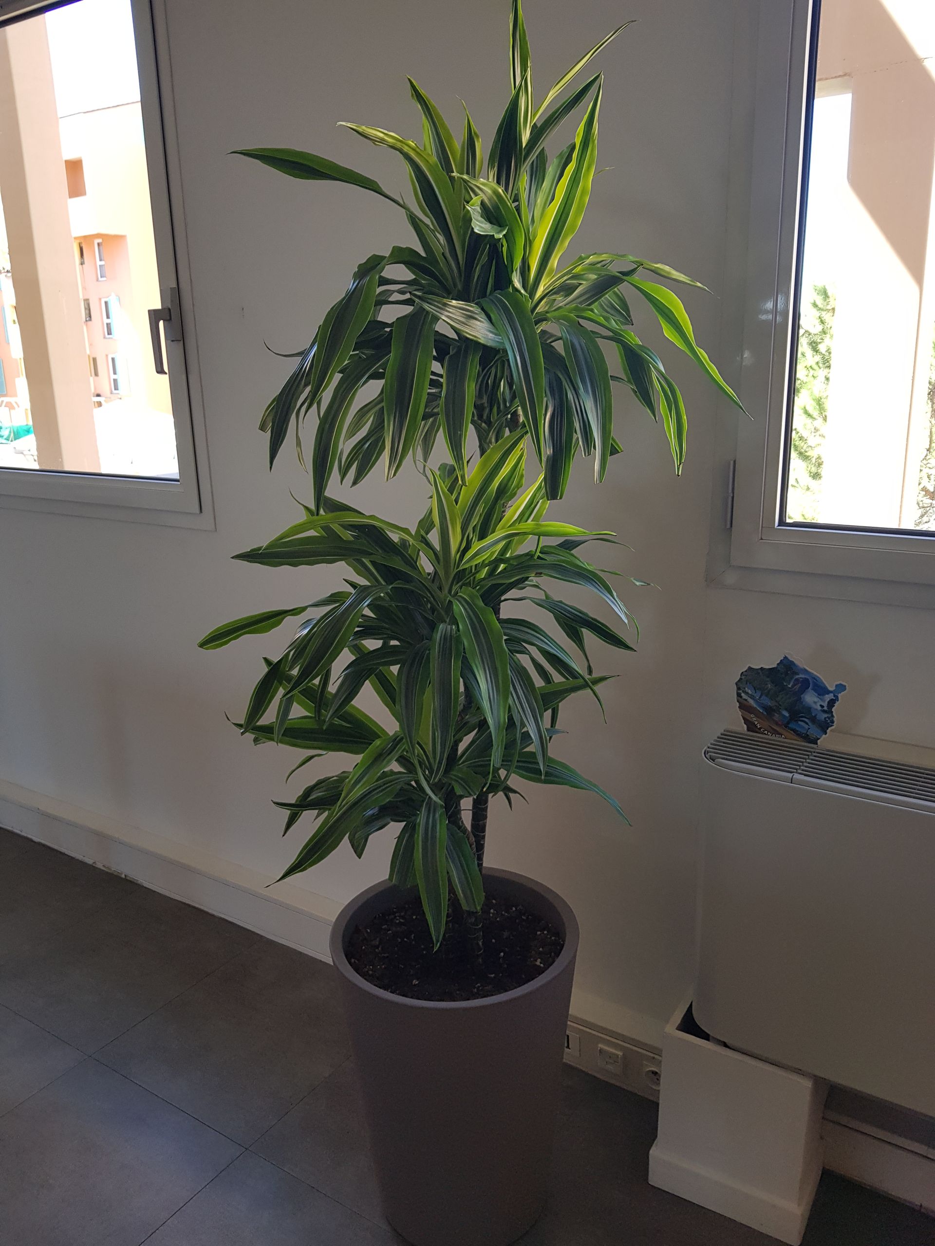 location de plantes pour entreprise