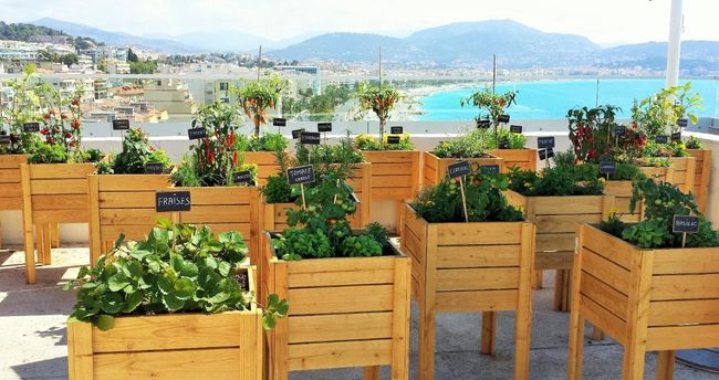 Création d'un potager