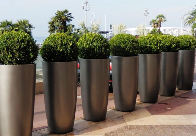 Location et entretien de plantes d'extérieur