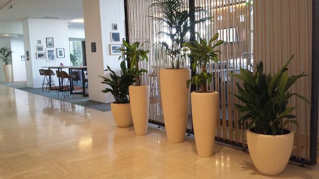 Plantes pour bureaux