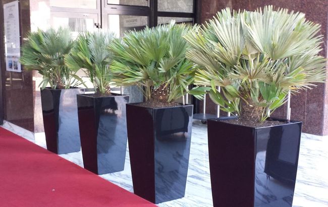 Location de plantes en pot