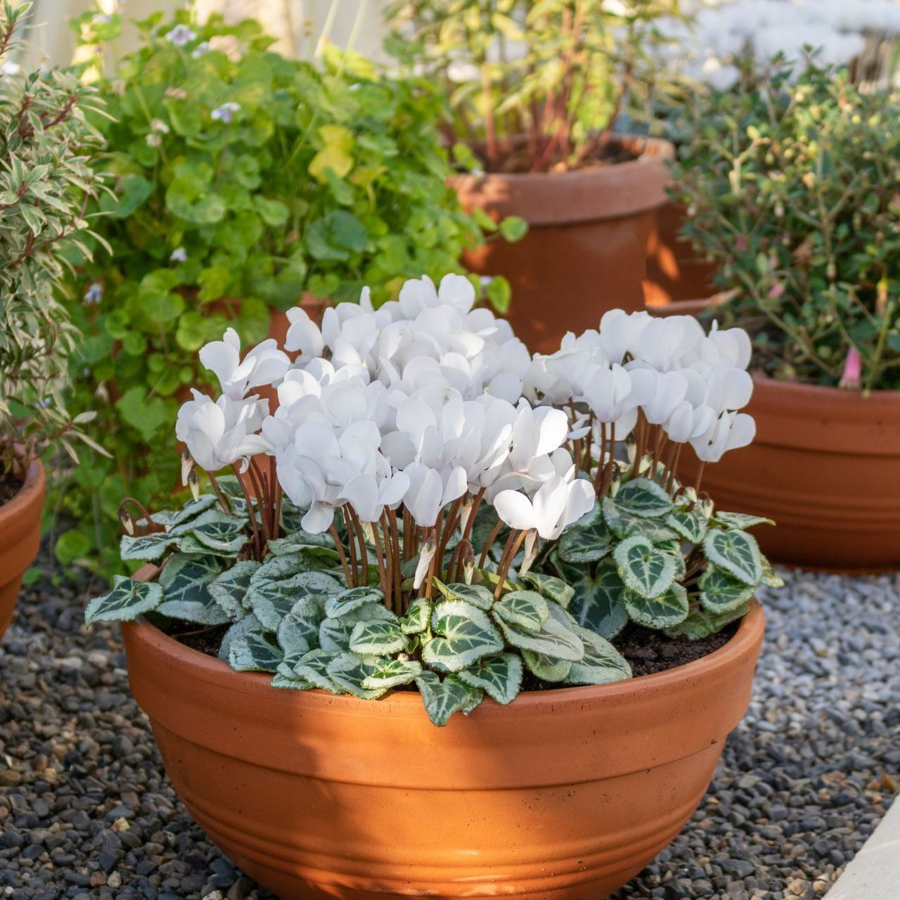 Location de compositions fleuries