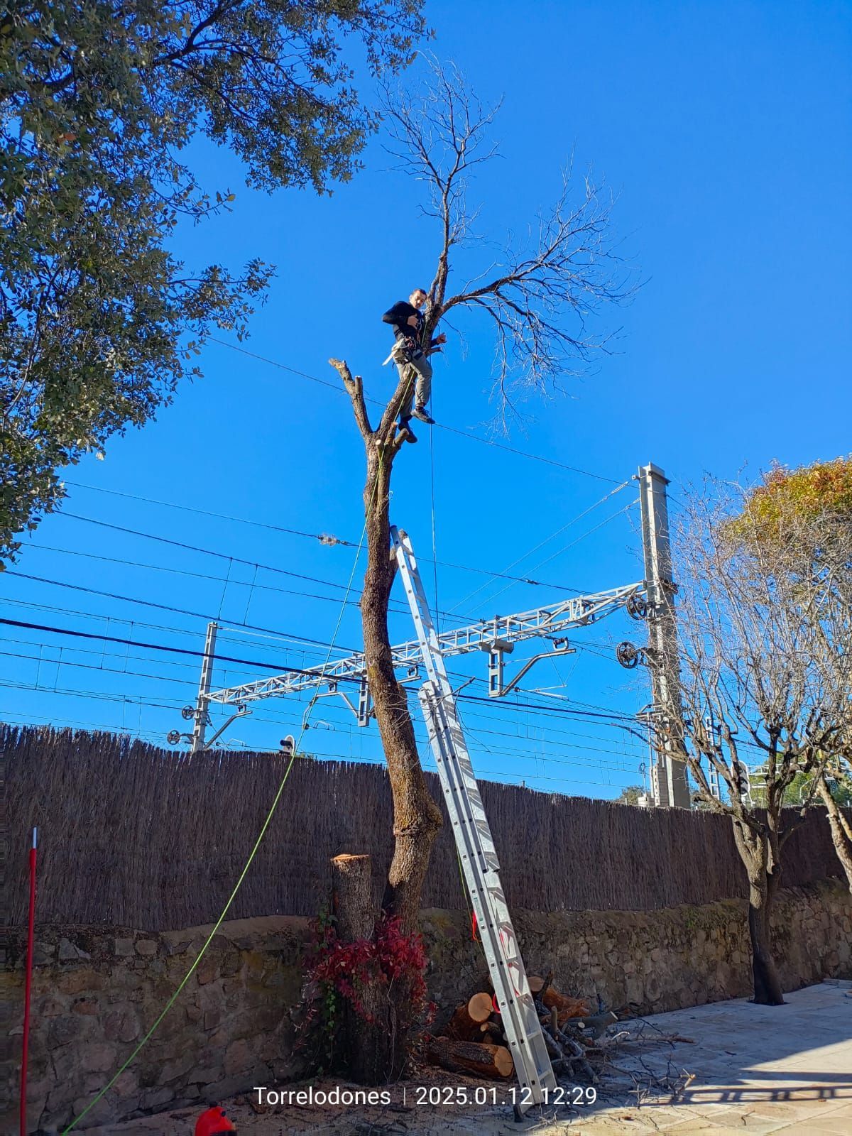 Un hombre está subiendo a un árbol con una escalera.