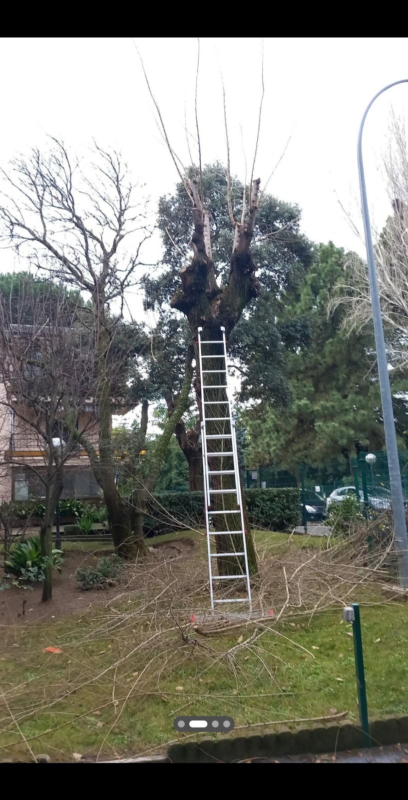 Una persona está parada en una escalera al lado de un árbol.