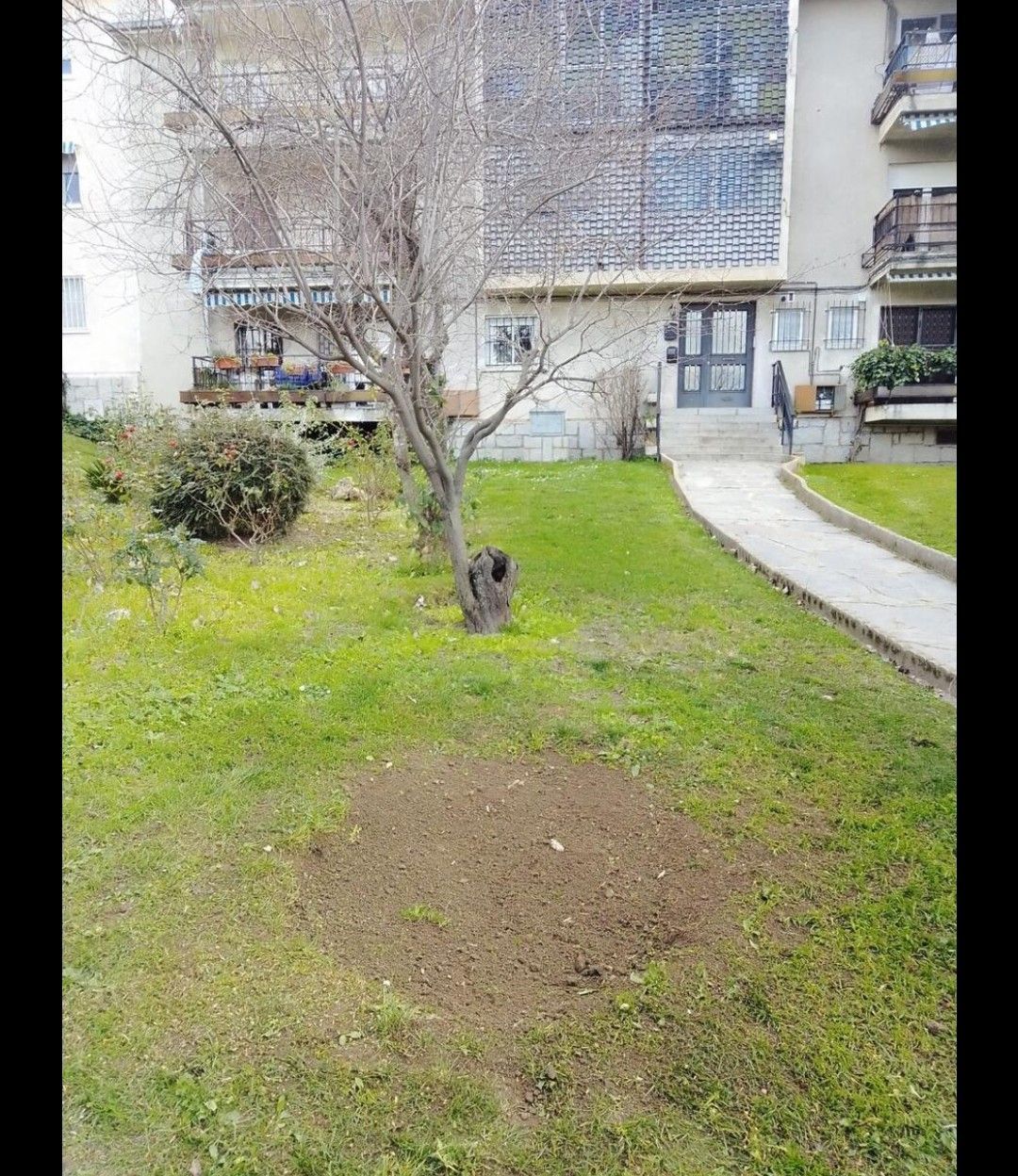 Hay un árbol en el medio del césped frente a un edificio.