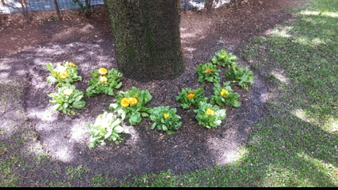 Un ramo de flores crece alrededor de un árbol en un patio.