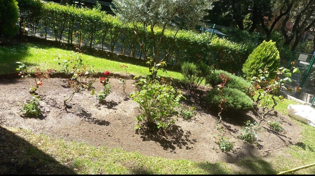 Un jardín con muchas plantas y árboles.